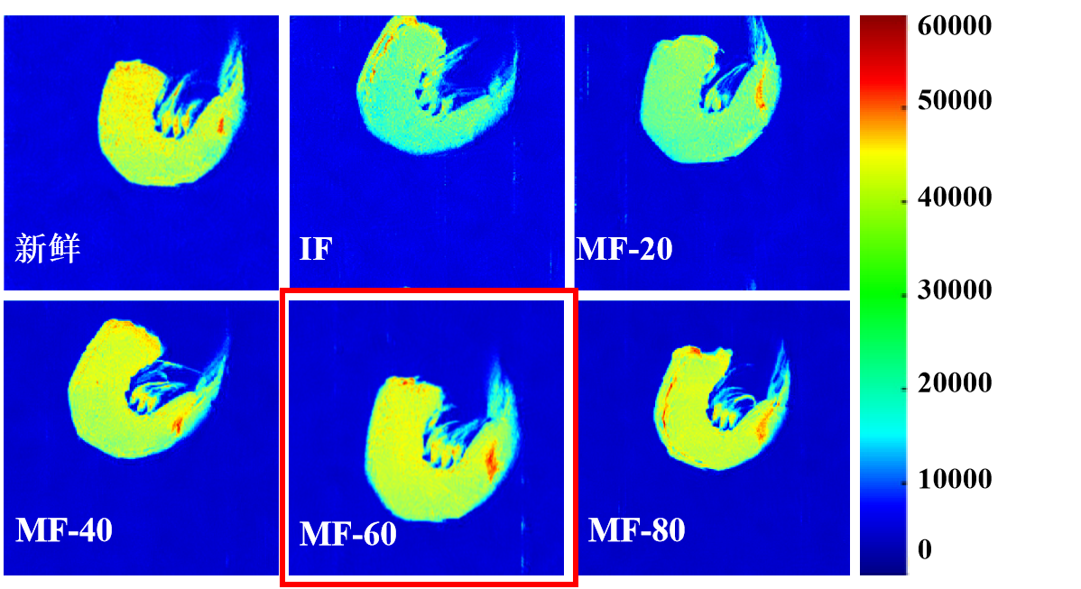 “乐竞官方网站杯”江南大学优秀案例解析|低场核磁共振分析用于磁场辅助冷冻对虾仁水分迁移的调控研究
